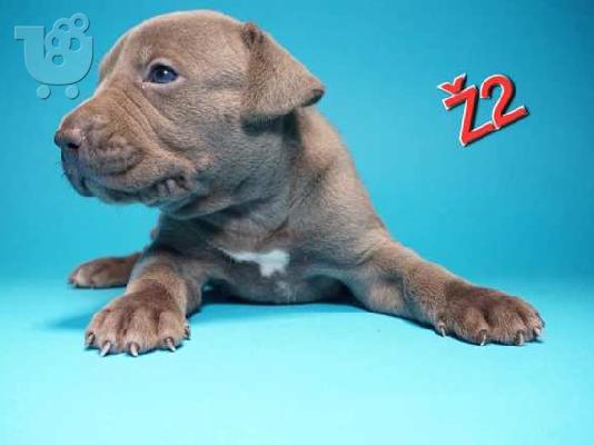 Κουτάβια American Pit Bull Terrier